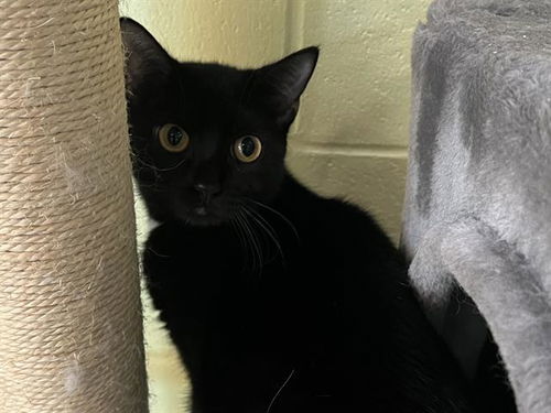 picture of the cat needing adoption