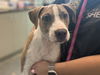 adoptable Dog in , FL named A069810