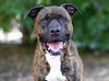 adoptable Dog in  named LUTHER