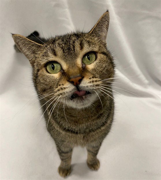 adoptable Cat in Tavares, FL named NALA