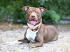 adoptable Dog in tavares, FL named CAL
