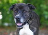 adoptable Dog in tavares, FL named CECIL