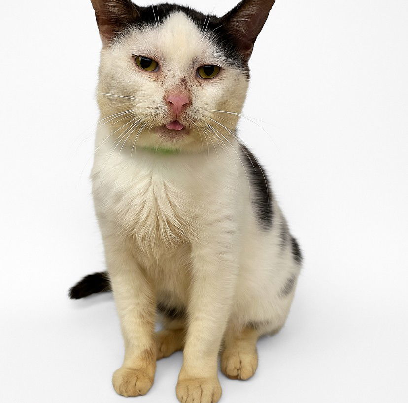 adoptable Cat in Tavares, FL named PEARL