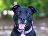 adoptable Dog in , FL named BLANCHE