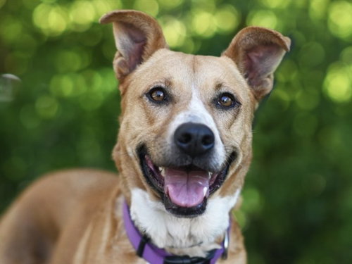 picture of the dog needing adoption
