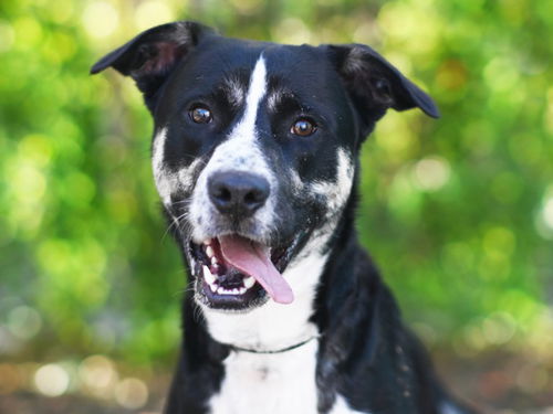 picture of the dog needing adoption