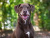 adoptable Dog in  named MELINDA