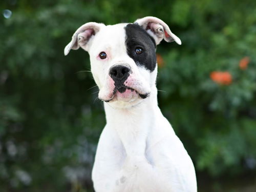 picture of the dog needing adoption