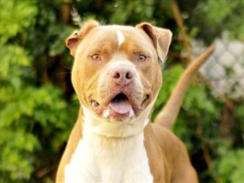 picture of the dog needing adoption