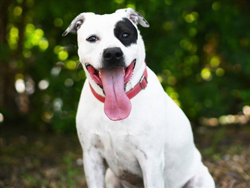 picture of the dog needing adoption