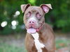 adoptable Dog in  named SALLY