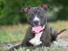 adoptable Dog in tavares, FL named KIELO