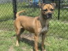 adoptable Dog in tavares, FL named BUNNY