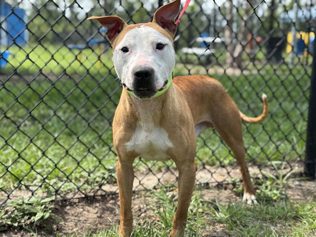 adoptable Dog in Tavares, FL named REEF