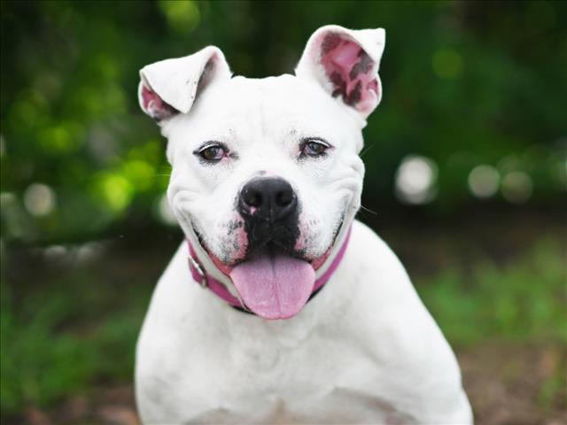 adoptable Dog in Tavares, FL named BELLA