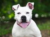 adoptable Dog in  named BELLA