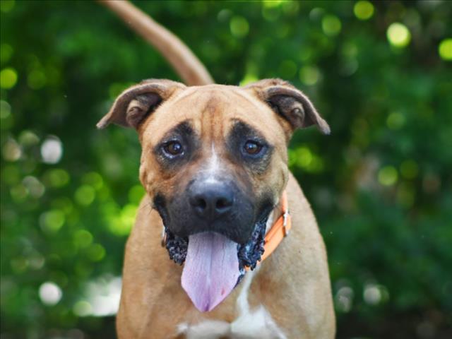 adoptable Dog in Tavares, FL named MARCO