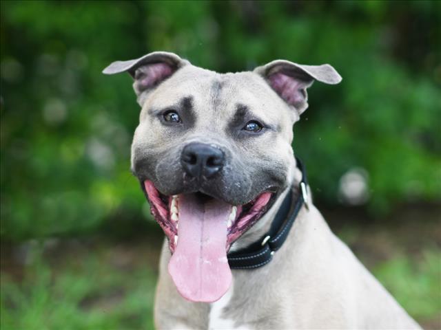 adoptable Dog in Tavares, FL named DESTIN