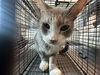 adoptable Cat in tavares, FL named LITTLE BIT