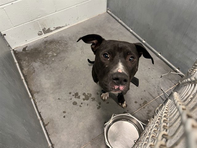 adoptable Dog in Tavares, FL named GILL