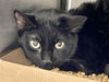 adoptable Cat in , FL named BITTY BIT