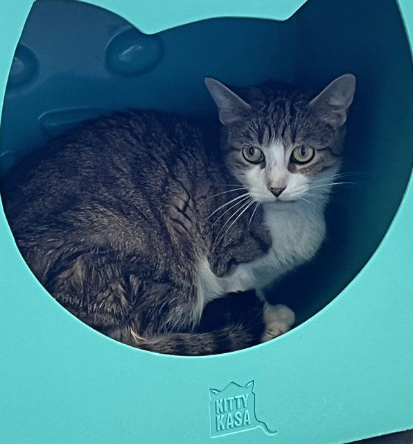 adoptable Cat in Tavares, FL named CHLOE