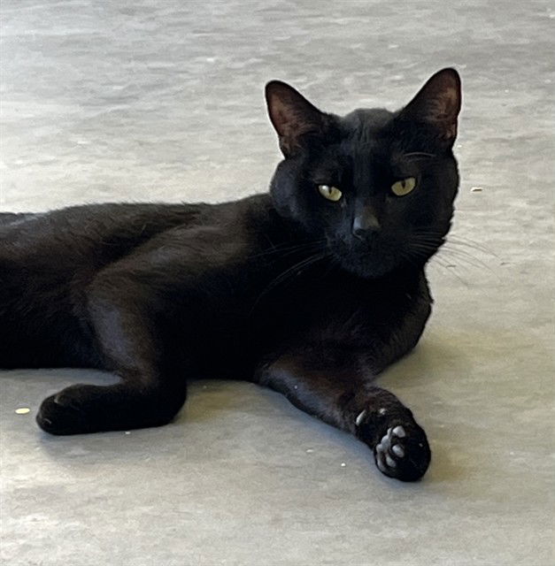 adoptable Cat in Tavares, FL named ZORRO
