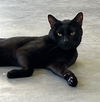 adoptable Cat in tavares, FL named ZORRO