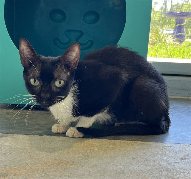 adoptable Cat in Tavares, FL named TINKERBELL