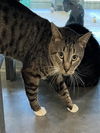 adoptable Cat in tavares, FL named CHARLIE