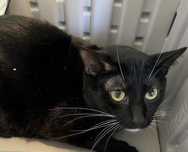 adoptable Cat in Tavares, FL named TEDDY BEAR