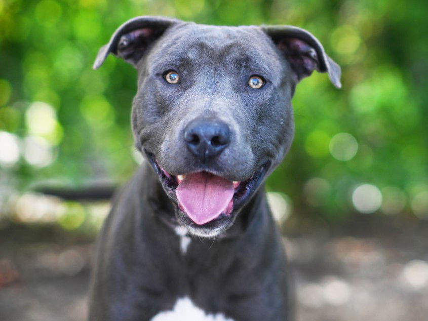 adoptable Dog in Tavares, FL named PHIL