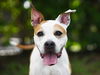 adoptable Dog in tavares, FL named IVY