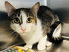 adoptable Cat in tavares, FL named BUBBLES