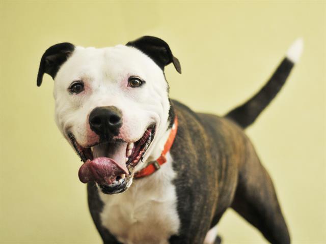 adoptable Dog in Tavares, FL named BUDDY