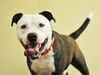 adoptable Dog in tavares, FL named BUDDY