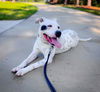 adoptable Dog in tavares, FL named LILY