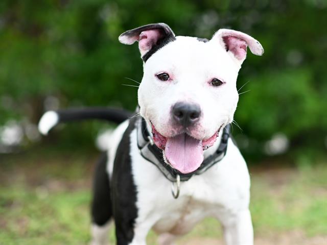 adoptable Dog in Tavares, FL named SPECKLE