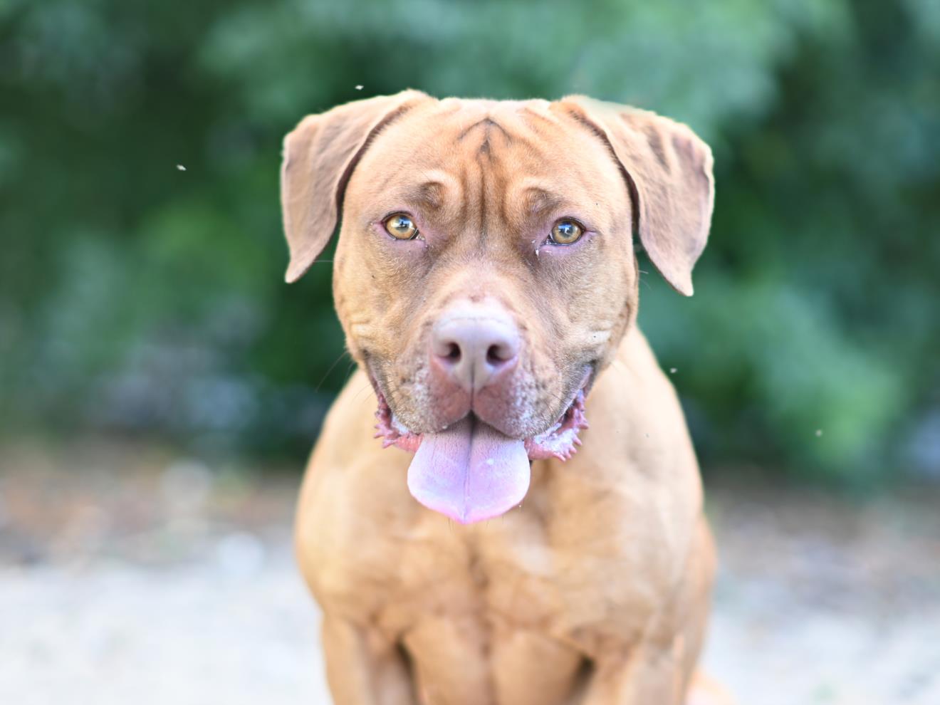 adoptable Dog in Tavares, FL named NASH