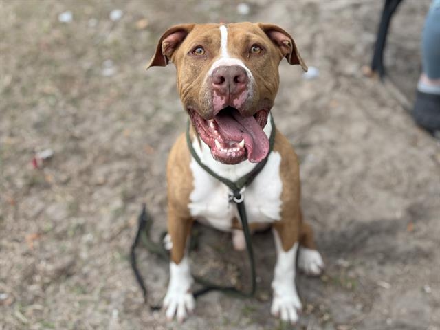 adoptable Dog in Tavares, FL named MENTO