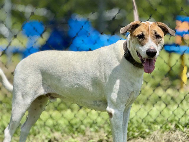 adoptable Dog in Tavares, FL named JETT