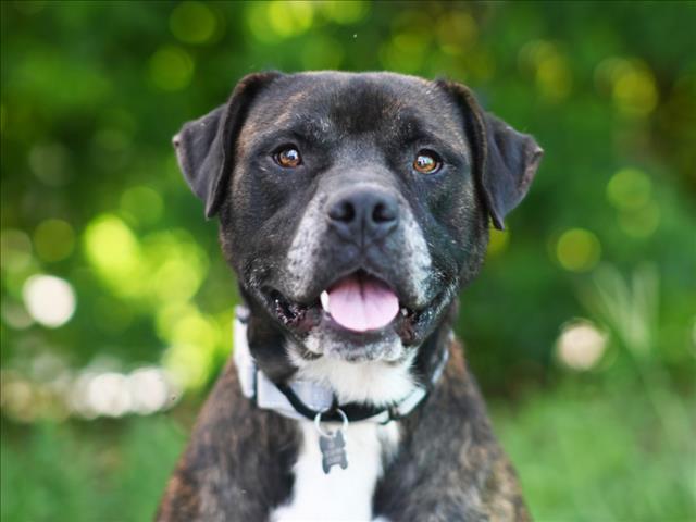 adoptable Dog in Tavares, FL named KINGSTON