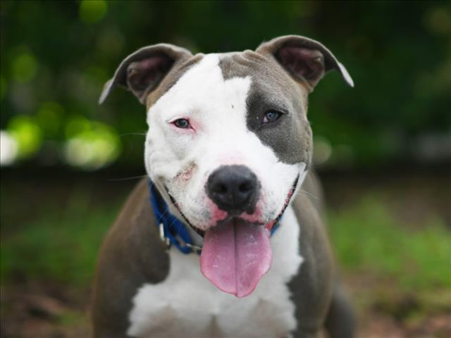 adoptable Dog in Tavares, FL named SHORTY