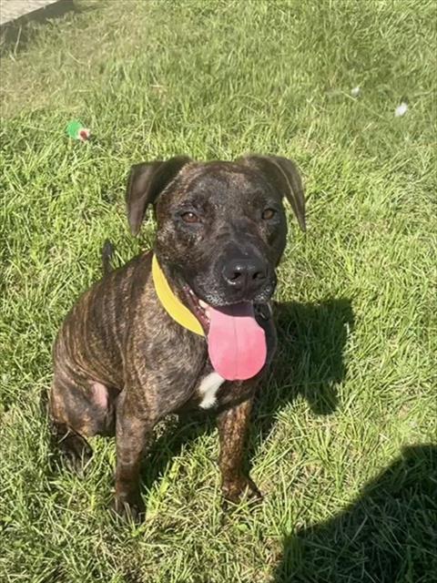 adoptable Dog in Tavares, FL named KENJI