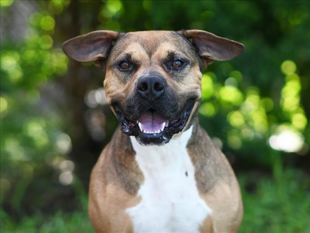 adoptable Dog in Tavares, FL named AZALEA