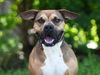 adoptable Dog in  named AZALEA