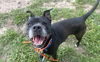 adoptable Dog in tavares, FL named ZOE