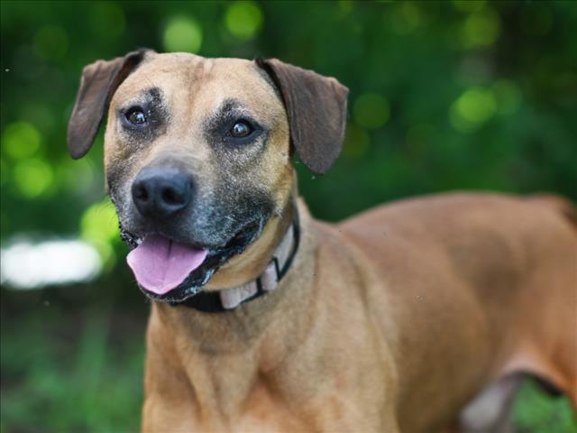 adoptable Dog in Tavares, FL named ROCKO