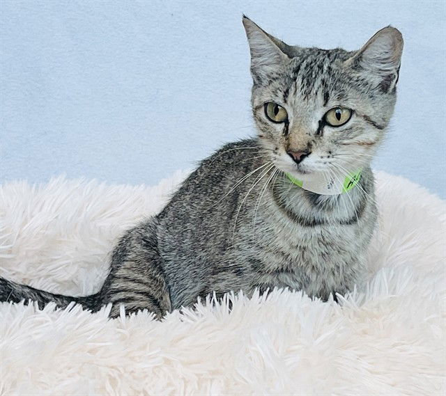 adoptable Cat in Tavares, FL named TIGER LILY