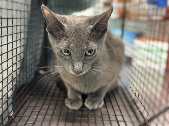 adoptable Cat in Tavares, FL named GOLDIE